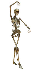 Image showing Human Skeleton