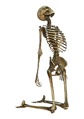 Image showing Human Skeleton