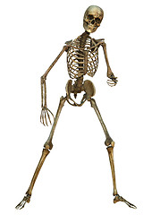 Image showing Human Skeleton