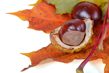 Image showing Autumn maple leaves with chestnuts