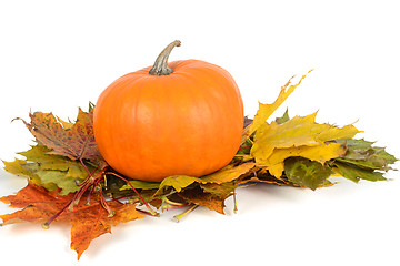 Image showing Pumpkin on the maple leaves