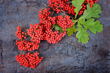 Image showing Bunch of red rowan berries and oak leaves