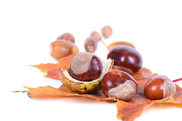 Image showing Chestnuts with autumn maple leaves
