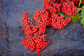 Image showing Bunch of red rowan berries