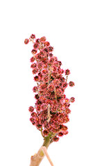 Image showing Rhus typhina single flower