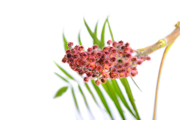 Image showing Rhus typhina flower with leaves