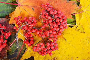 Image showing Red sorbus on the autumn maple leafs