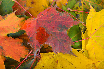 Image showing Autumn maple leafs