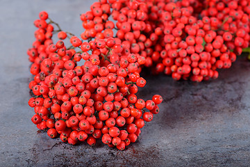 Image showing Bunch of red rowan berries