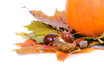 Image showing Autumn maple leaves with chestnuts and pumpkin