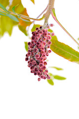 Image showing Rhus typhina pink flower