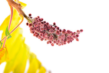 Image showing Rhus typhina flower with yellow leaves