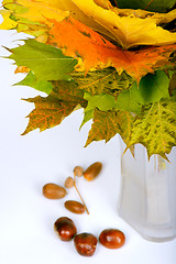 Image showing Autumn maple leaves in vase