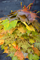 Image showing Autumn maple leaves