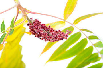 Image showing Rhus typhina flower