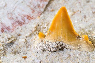 Image showing shark tooth