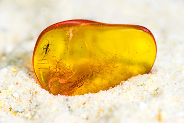 Image showing Amber with embedded insect