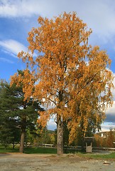 Image showing birch at fall