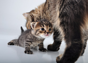 Image showing adorable newborn kitten with mother