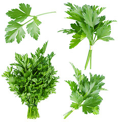 Image showing Set of fresh parsley