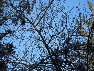 Image showing Sky Branches