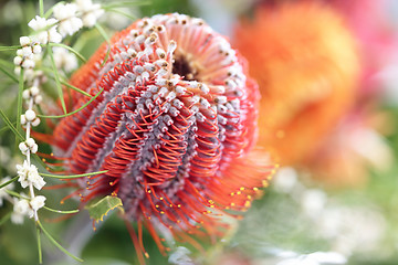 Image showing Protea flower