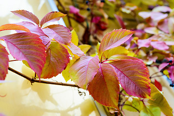 Image showing Autumn leaf