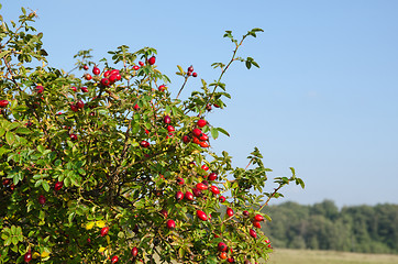 Image showing Rose hips bush