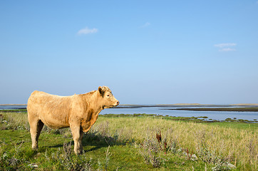 Image showing Beautiful sunlit cow