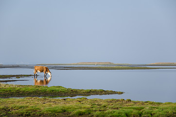 Image showing Cow drinking water