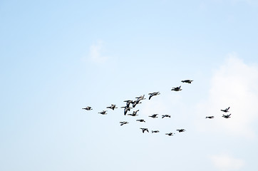 Image showing Geese formation