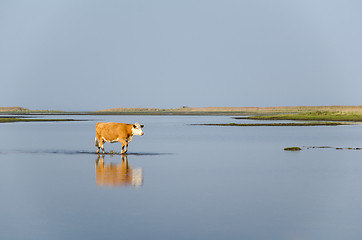 Image showing Calm water with walking cow