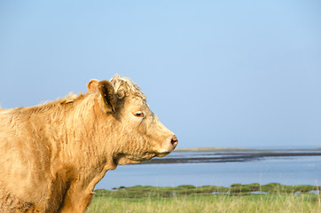 Image showing Bright Cow Portrait