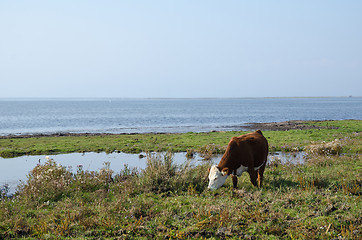 Image showing Grazing cow by the coast