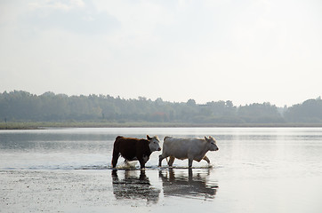 Image showing Cattle walking in water