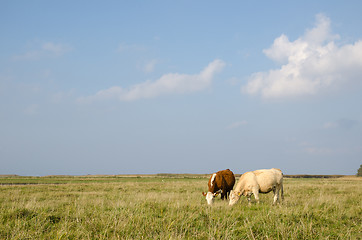 Image showing Idyllic view at a pastureland with grazing cows