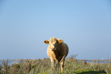 Image showing Curious Cow