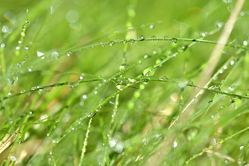 Image showing green grass with water drops texture for background