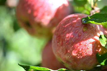 Image showing Red apples with water drops on apple tree branch