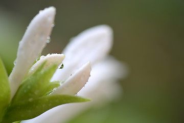 Image showing Close up of yellow flower