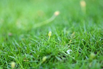 Image showing green grass texture for background