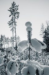 Image showing Beautiful freakish snowdrifts on young pines