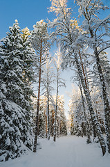 Image showing Winter snow covered trees against the blue sky. Viitna, Estonia.