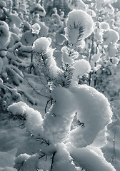 Image showing Beautiful freakish snowdrifts on young pines