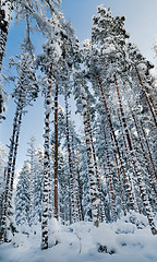 Image showing Winter snow covered trees against the blue sky. Viitna, Estonia.