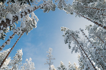 Image showing Winter snow covered trees against the blue sky. Viitna, Estonia.