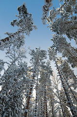 Image showing Winter snow covered treetops against the blue sky. Viitna, Eston