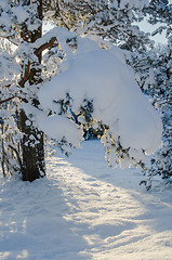 Image showing Winter snow covered trees against the blue sky. Viitna, Estonia.