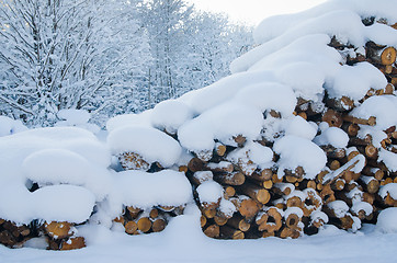 Image showing The cut logs in a winter wood under snowdrifts