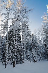 Image showing Winter snow covered trees against the blue sky. Viitna, Estonia.